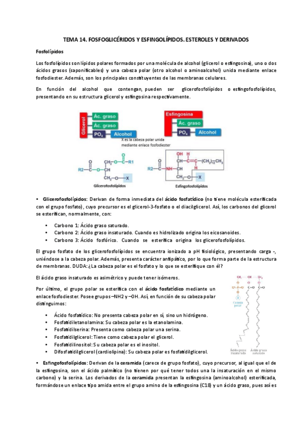 Miniatura del documento TEMA-14.-Fosfogliceridos-y-esfingolipidos.-Esteroles-y-derivados.pdf