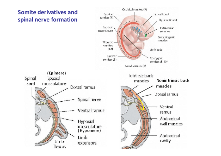 Miniatura del documento 3.-Iconografia.pdf
