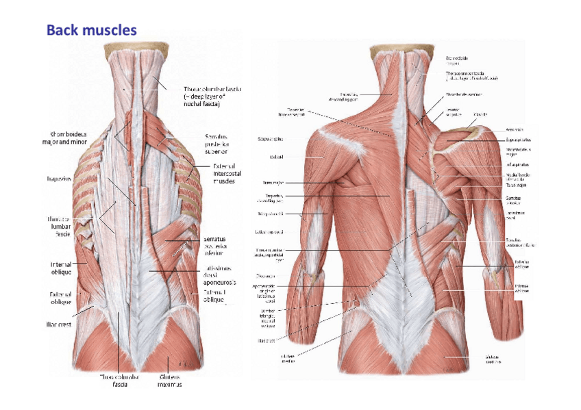 Miniatura del documento 4.-Iconografia.pdf
