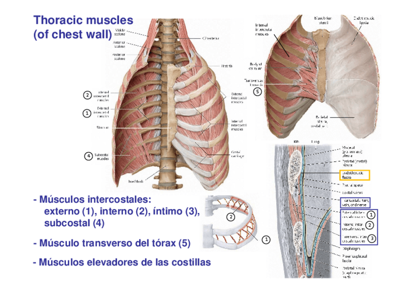 Miniatura del documento 5.-Iconografia.pdf