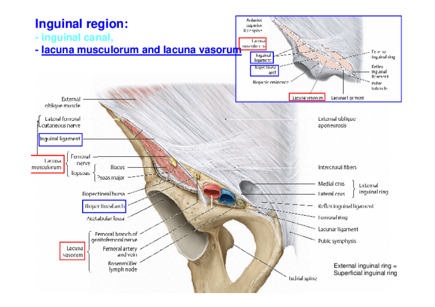 Miniatura del documento 7.-Iconografia.pdf