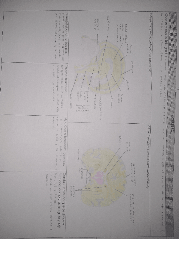 Miniatura del documento Cerebro.pdf