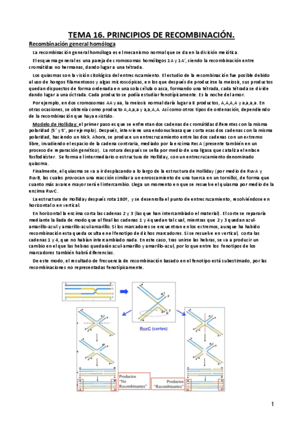 Miniatura del documento Tema-16.-Genes-y-Evolucion..pdf