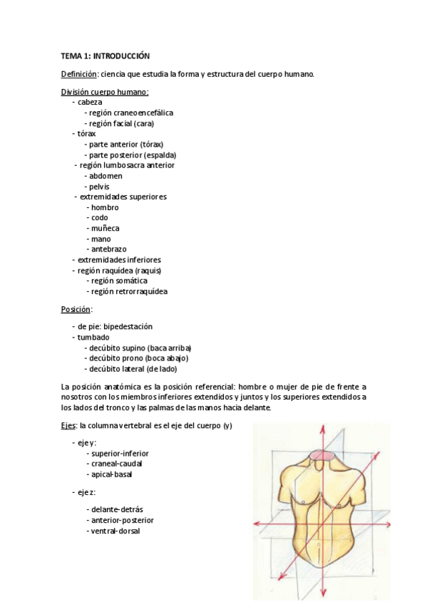 Miniatura del documento APUNTES ANATOMÍA.pdf