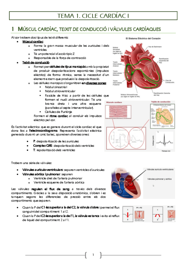 Miniatura del documento Fisiologia-circulatori.pdf