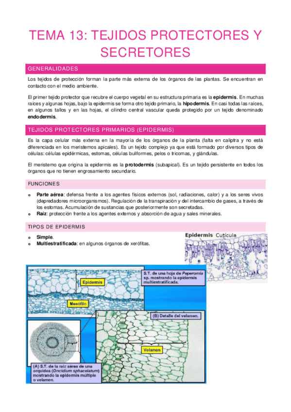 Miniatura del documento Tema-13.pdf