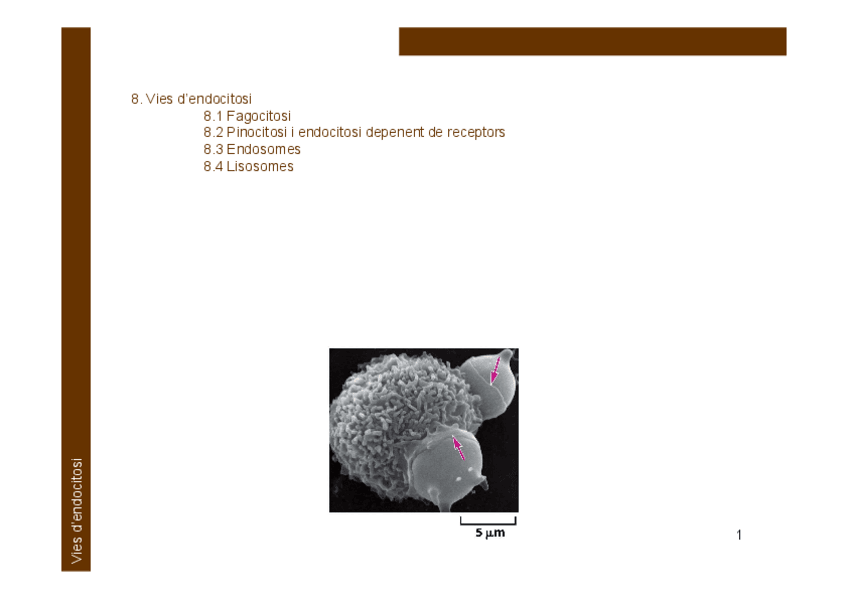Miniatura del documento Microsoft-PowerPoint-08.-Vies-dendocitosi-VET-2022-23-Modo-de-compatibilidad.pdf