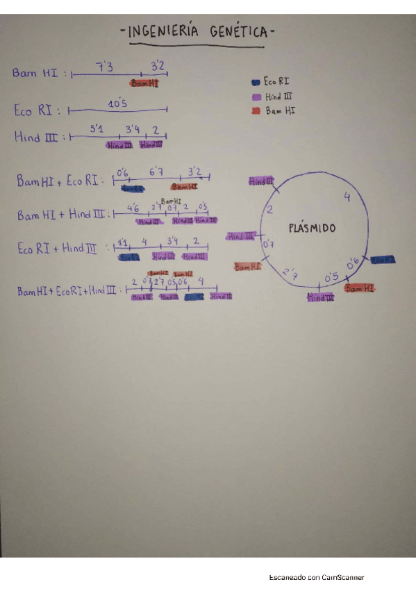 Miniatura del documento Ejercicio-2-Ingenieria-Genetica.pdf