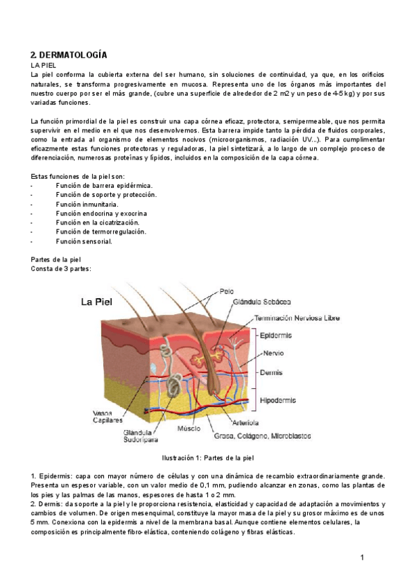 Miniatura del documento dermatologia.pdf