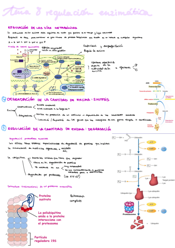 Miniatura del documento Tema-8-Bioquimica.pdf
