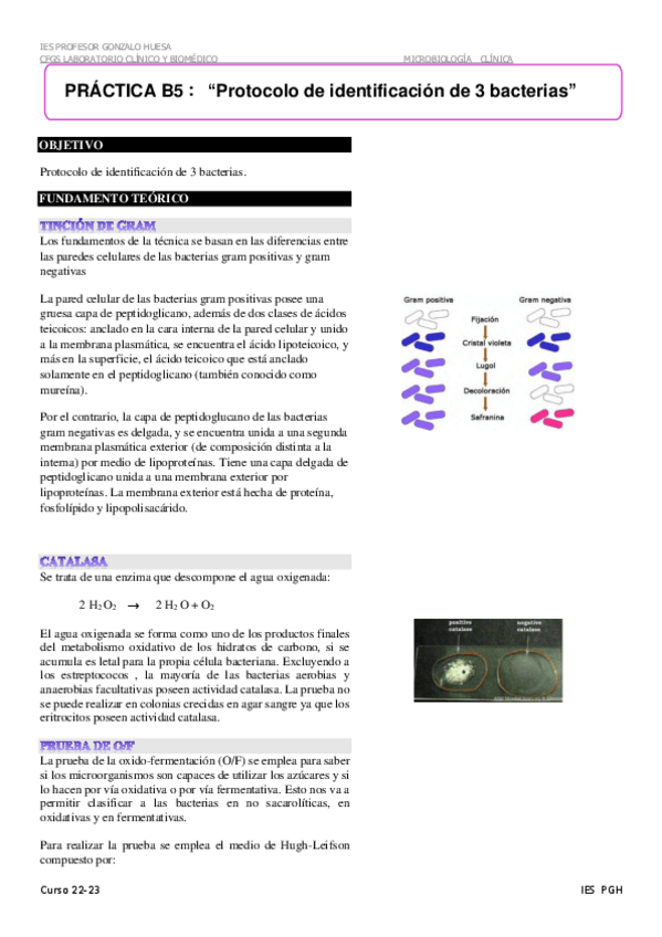 Miniatura del documento B-05-Protocolo-de-identificacion-de-3-bacterias.pdf