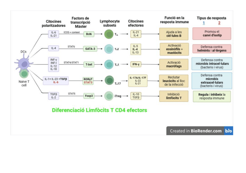 Miniatura del documento Mapa-diferenciacio-Limfocits-T-CD4-efectors.pdf