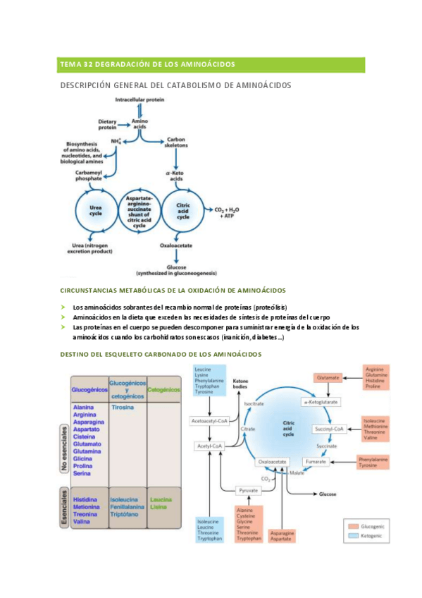Miniatura del documento Tema-32-Degradacion-de-los-aminoacidos.pdf