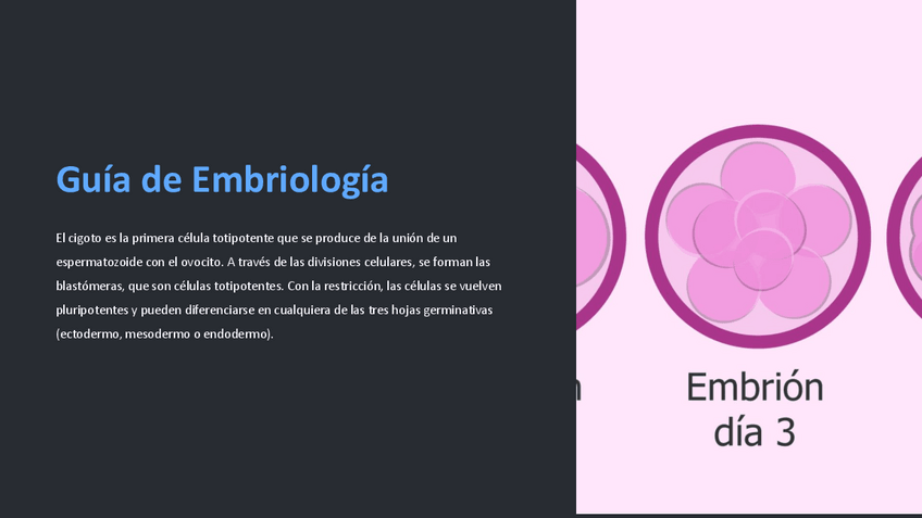 Miniatura del documento Guia-de-Embriologia.pdf