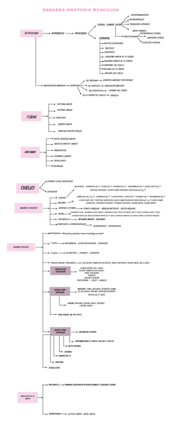 Miniatura del documento ESQUEMA-ANATOMIA-MUSCULOS.pdf