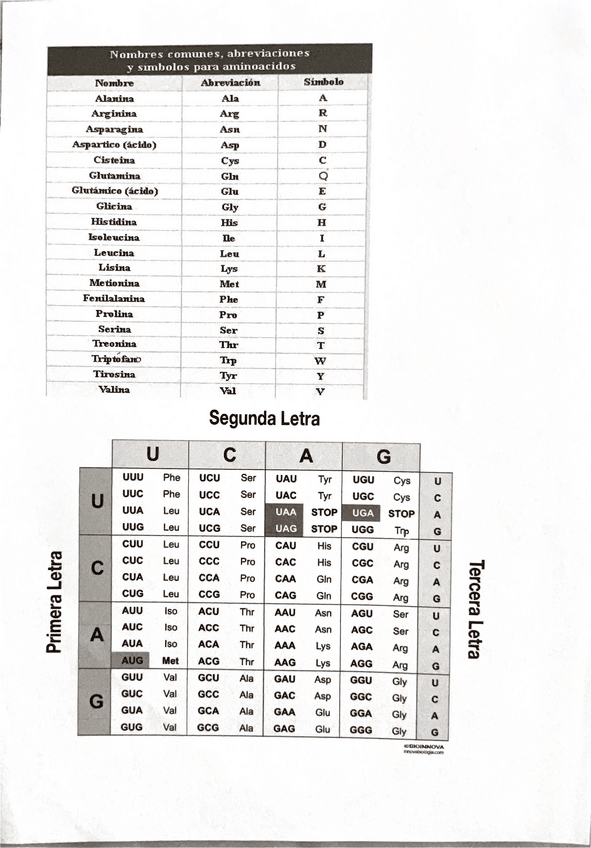 Miniatura del documento AMINOACIDOS.pdf