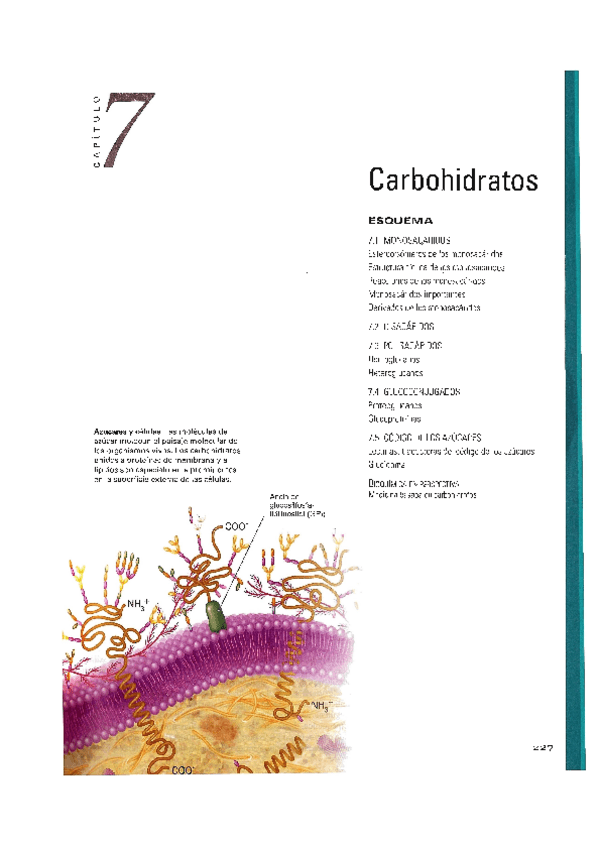 Miniatura del documento Capitulo-7.-Libro.Carbohidratos.pdf