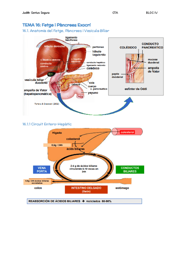 Miniatura del documento TEMA-16-Fetge-i-Pancrees-Exocri.pdf