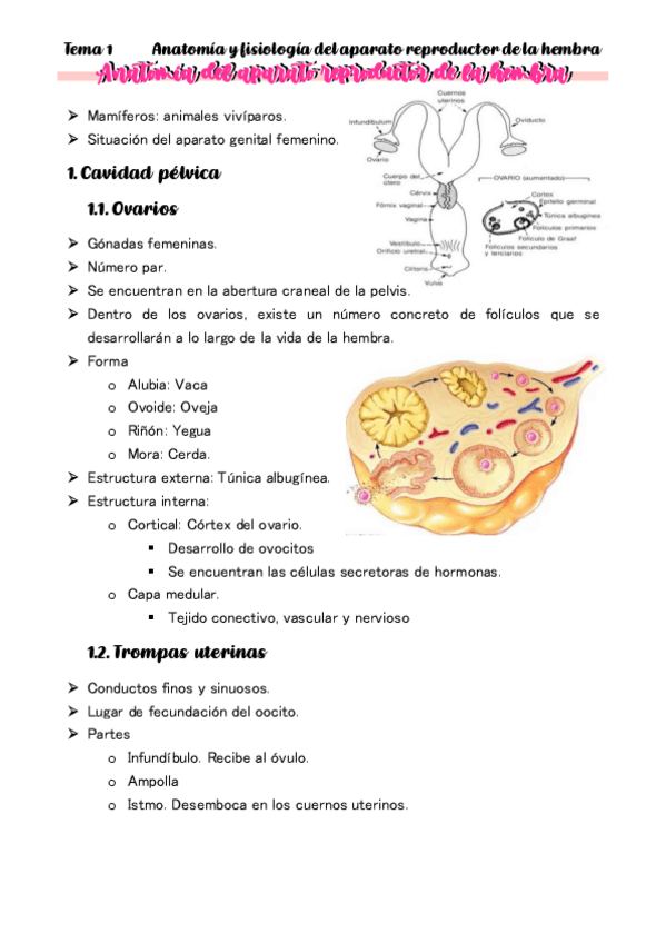 Miniatura del documento TEMA-1-Anatomia-del-aparato-reproductor-de-la-hembra.pdf