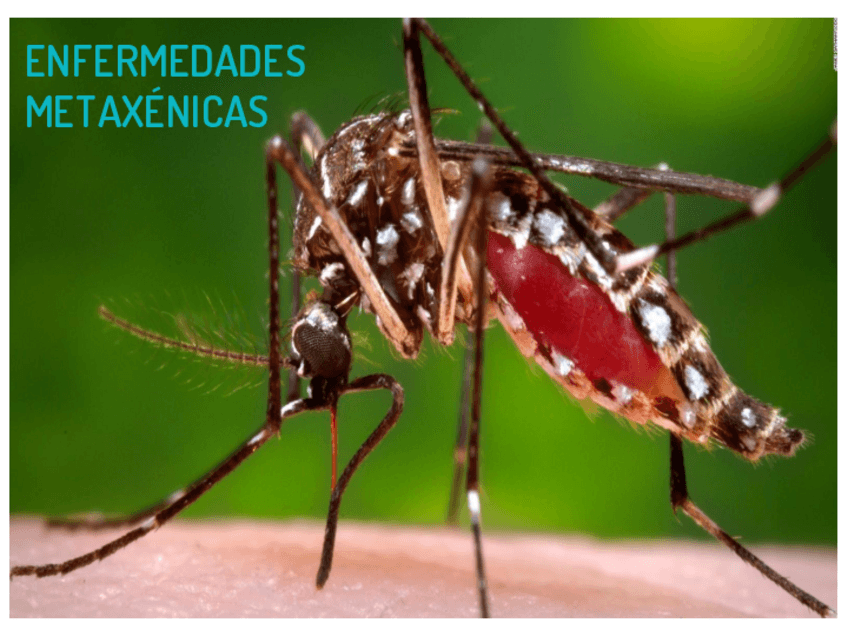 Miniatura del documento INFORME-TODO-SOBRE-LAS-ENFERMEDADES-METAXENICAS.pdf