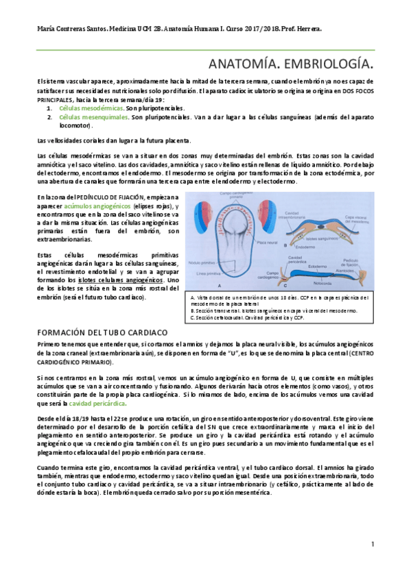 Miniatura del documento Cardio.pdf