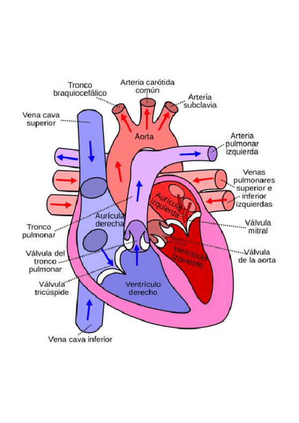 Miniatura del documento ANATOMIA-CORAZON-venas-y-arterias1.pdf