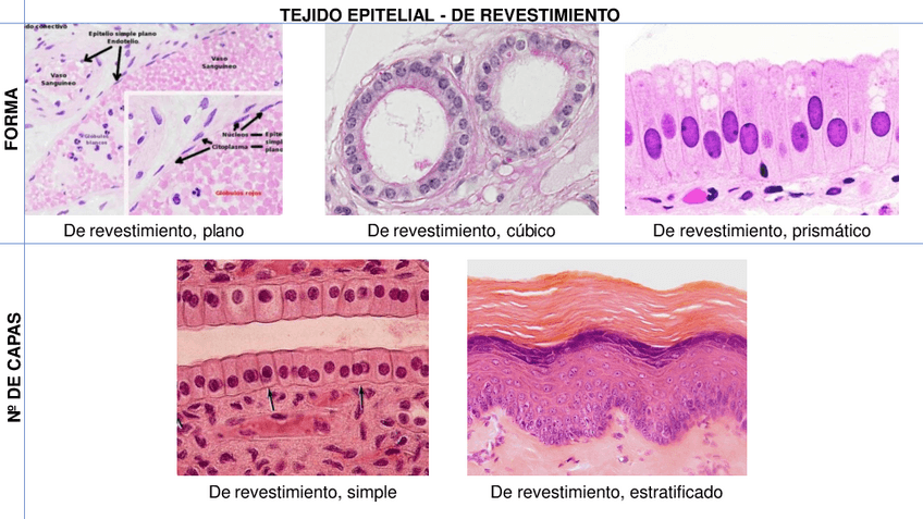Miniatura del documento RESUMEN-PRACTICAS-2-CUATRI.pdf