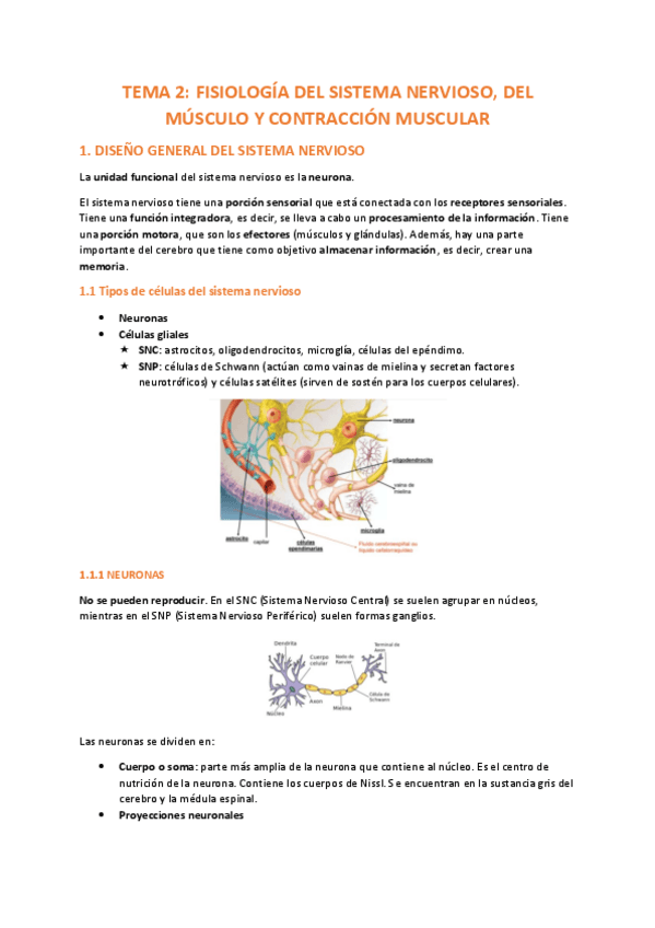 Miniatura del documento TEMA-2-FISIOLOGIA.pdf