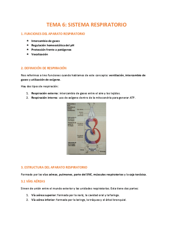 Miniatura del documento TEMA-6-FISIOLOGIA.pdf