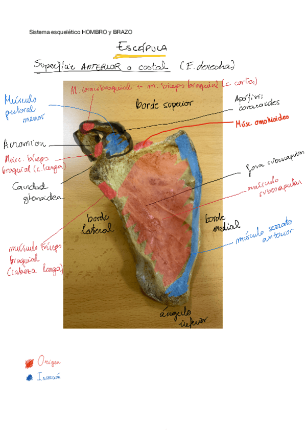 Miniatura del documento PRACTICA-HOMBRO-Y-BRAZO.pdf