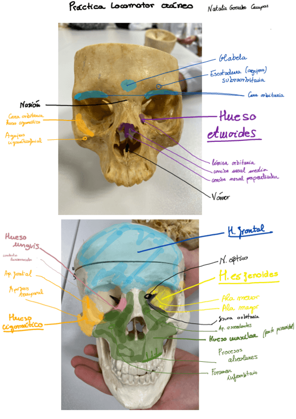 Miniatura del documento Craneo-huesos-suturas-fositas-corre-copia-copia.pdf