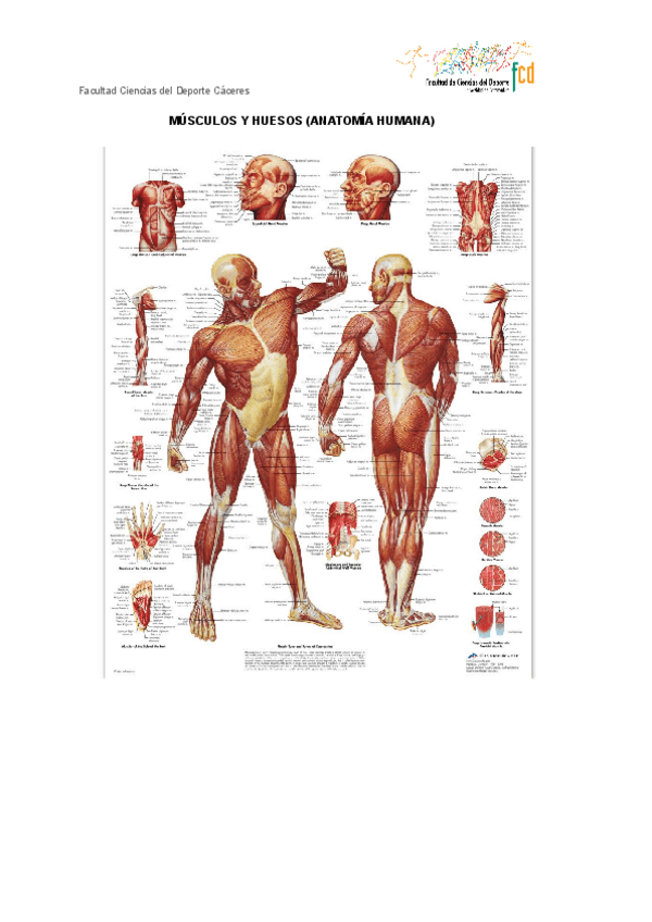 Miniatura del documento MUSCULOS-Y-HUESOS-ANATOMIA-HUMANA.pdf