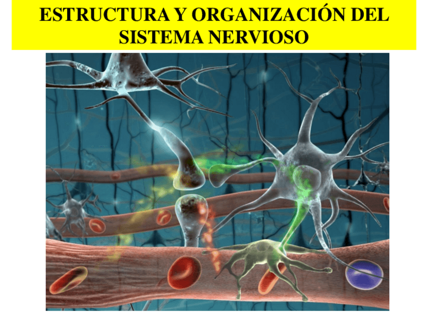 Miniatura del documento S-NERVIOSO.pdf