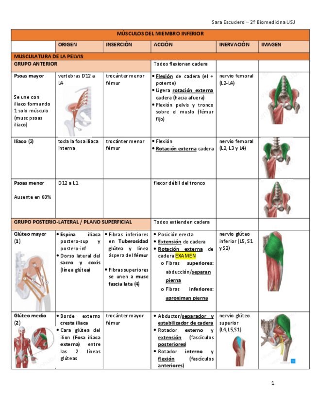 Miniatura del documento Miologia-inferior-tablas-estudio.pdf