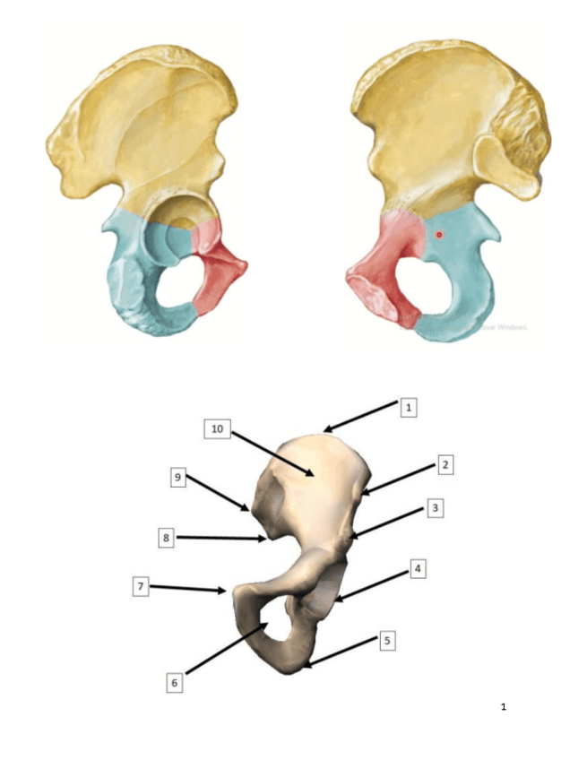 Miniatura del documento huesos-extr-inferior-estudio-en-blanco.pdf