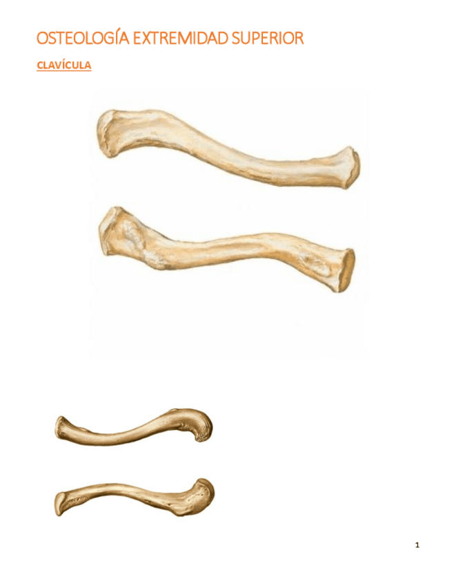 Miniatura del documento huesos-extr-superior-estudio-en-blanco.pdf