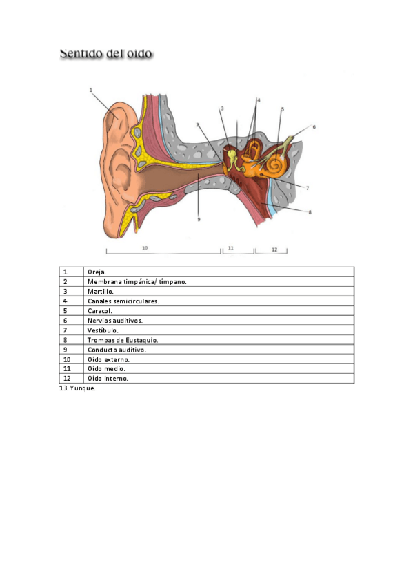 Miniatura del documento LAMINA-DEL-OIDO.pdf