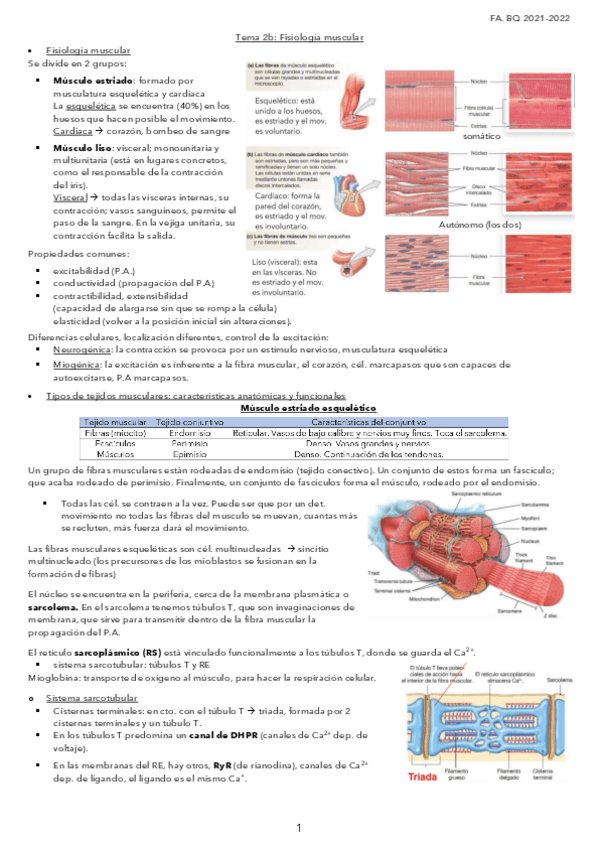 Miniatura del documento Tema-2b.-Fisiologia-muscular.pdf