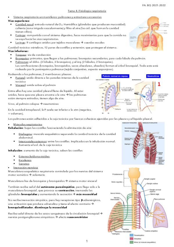 Miniatura del documento Tema-4.-Fisiologia-respiratoria.pdf