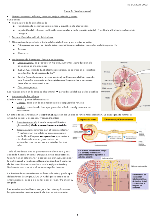 Miniatura del documento Tema-5.-Fisiologia-renal.pdf