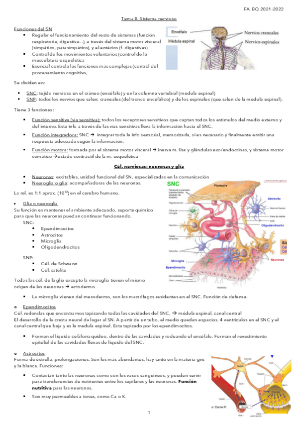 Miniatura del documento Tema-8.-Sistema-nervioso.pdf