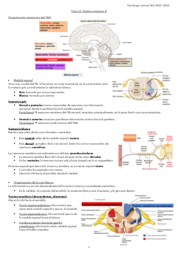 Miniatura del documento Tema-8-Sistema-nervioso-II.pdf