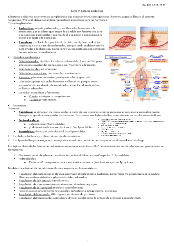 Miniatura del documento Tema-9Sistema-endocrino.pdf