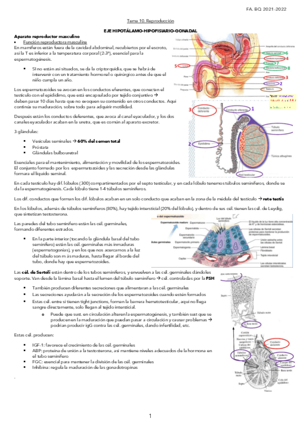 Miniatura del documento Tema-10.-Reproduccion.pdf