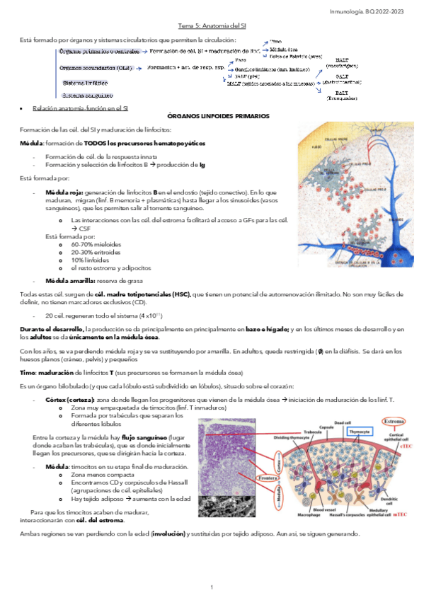 Miniatura del documento Tema-2.-Anatomia-del-SI.pdf