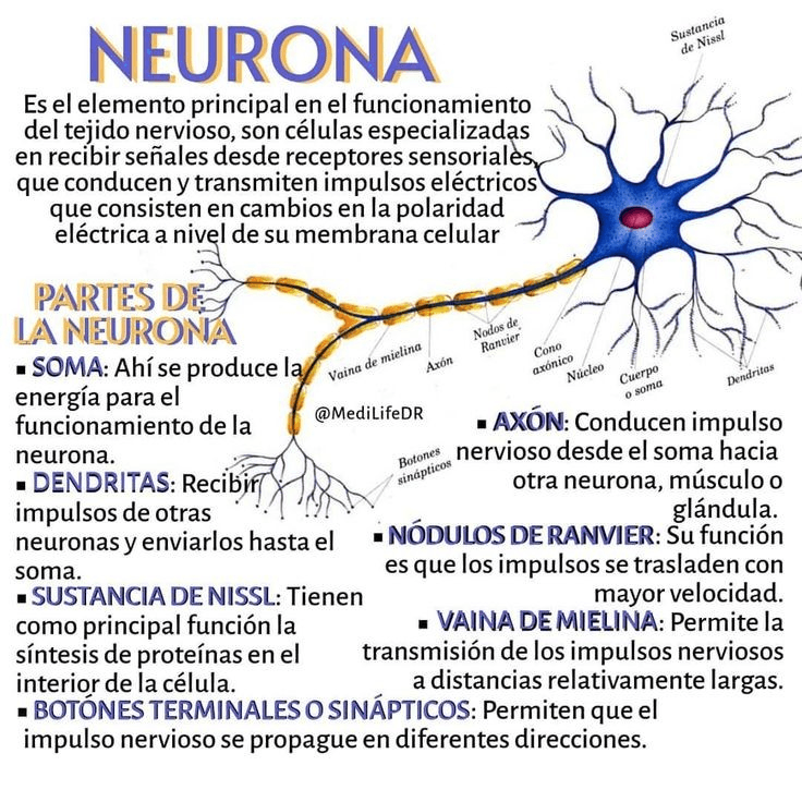 Miniatura del documento Sistema-nervioso-neurona.jpg