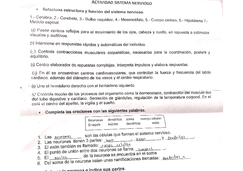 Miniatura del documento Actividad-crucigrama-sistema-nervioso.pdf