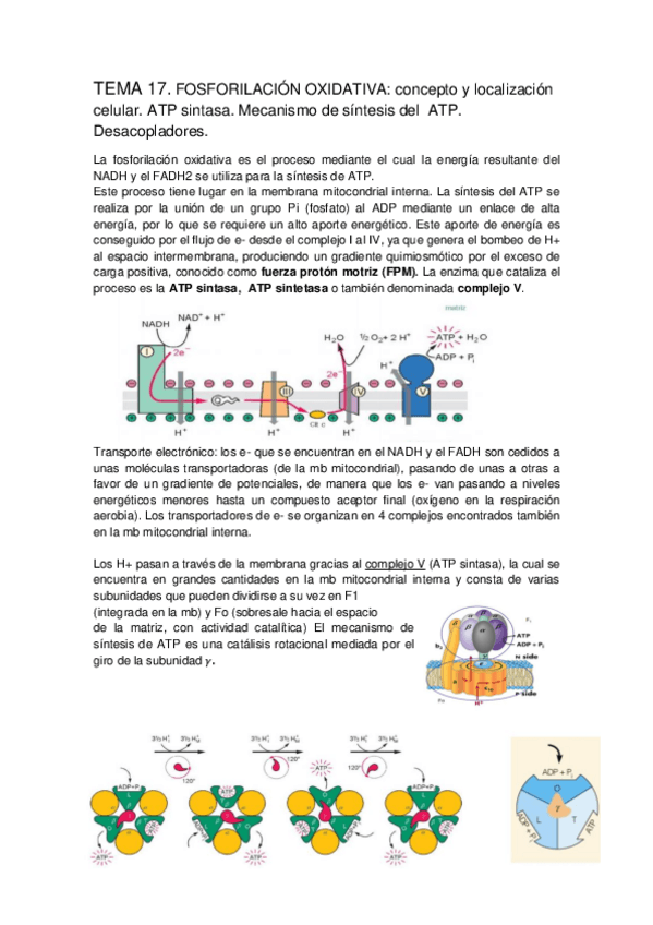 Miniatura del documento TEMA 17. Fosforilación oxidativa..pdf