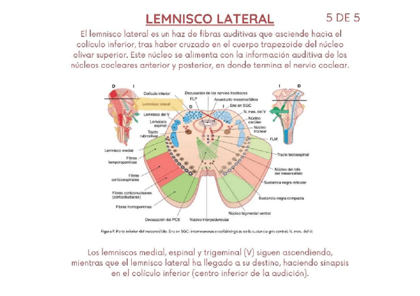 Miniatura del documento Lemnisco-Lateral-Neuroanatomia.pdf