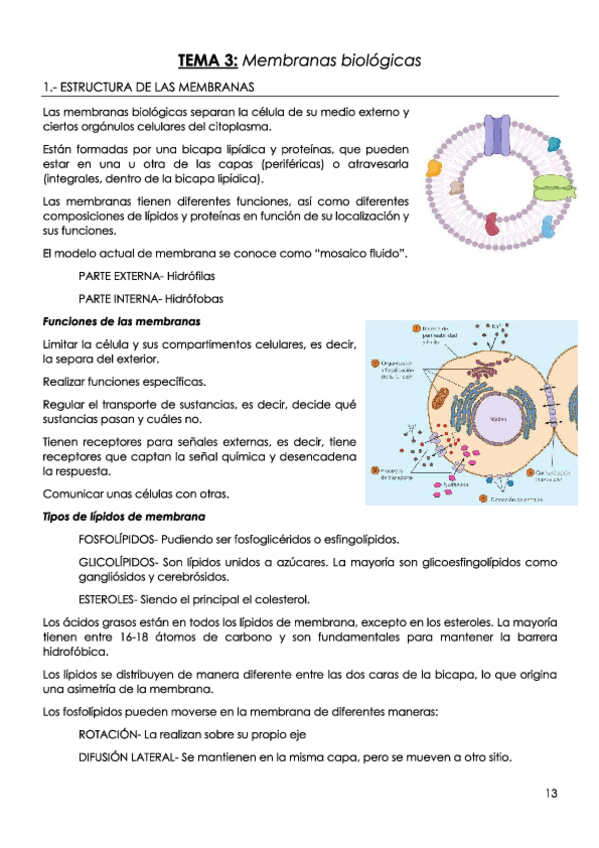Miniatura del documento TEMA-3-Membranas-biologicas.pdf